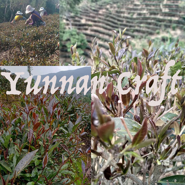 Zi Juan Purple Varietal Tea Plantation